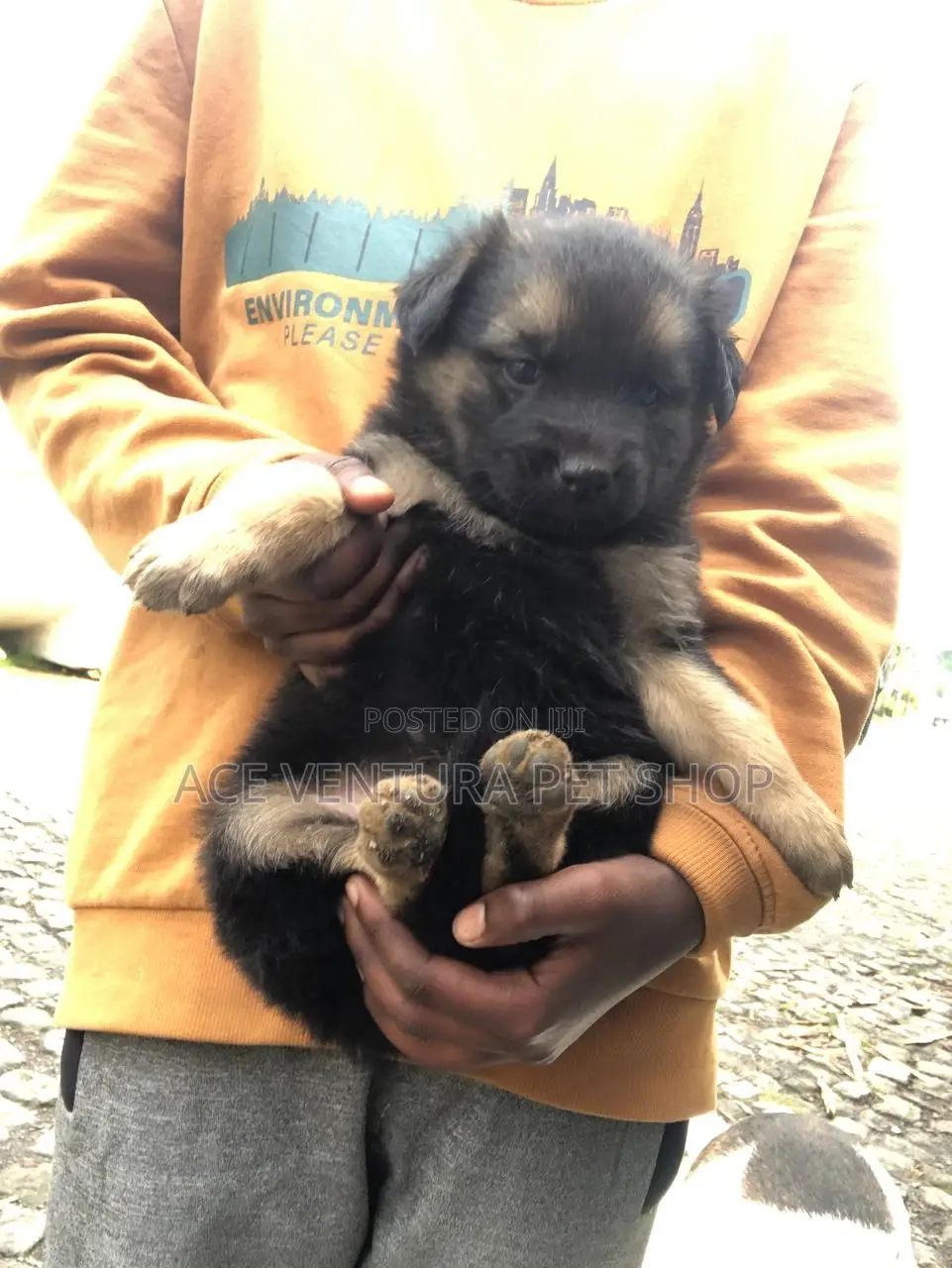 1-3 months Male Purebred German Shepherd