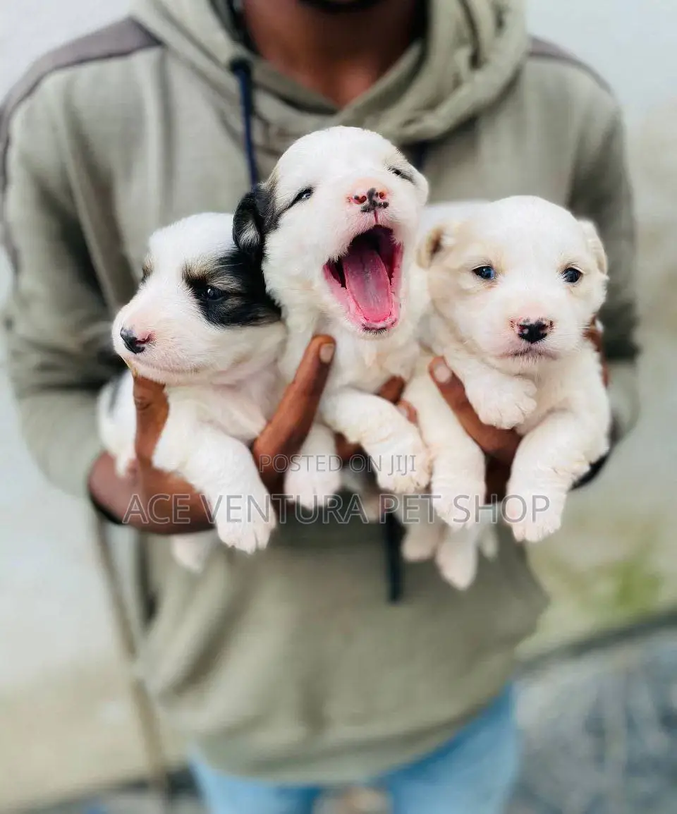 1-3 months Male Purebred Maltese