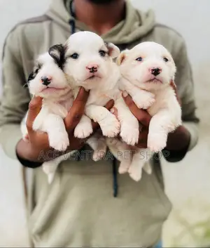 1-3 months Male Purebred Maltese