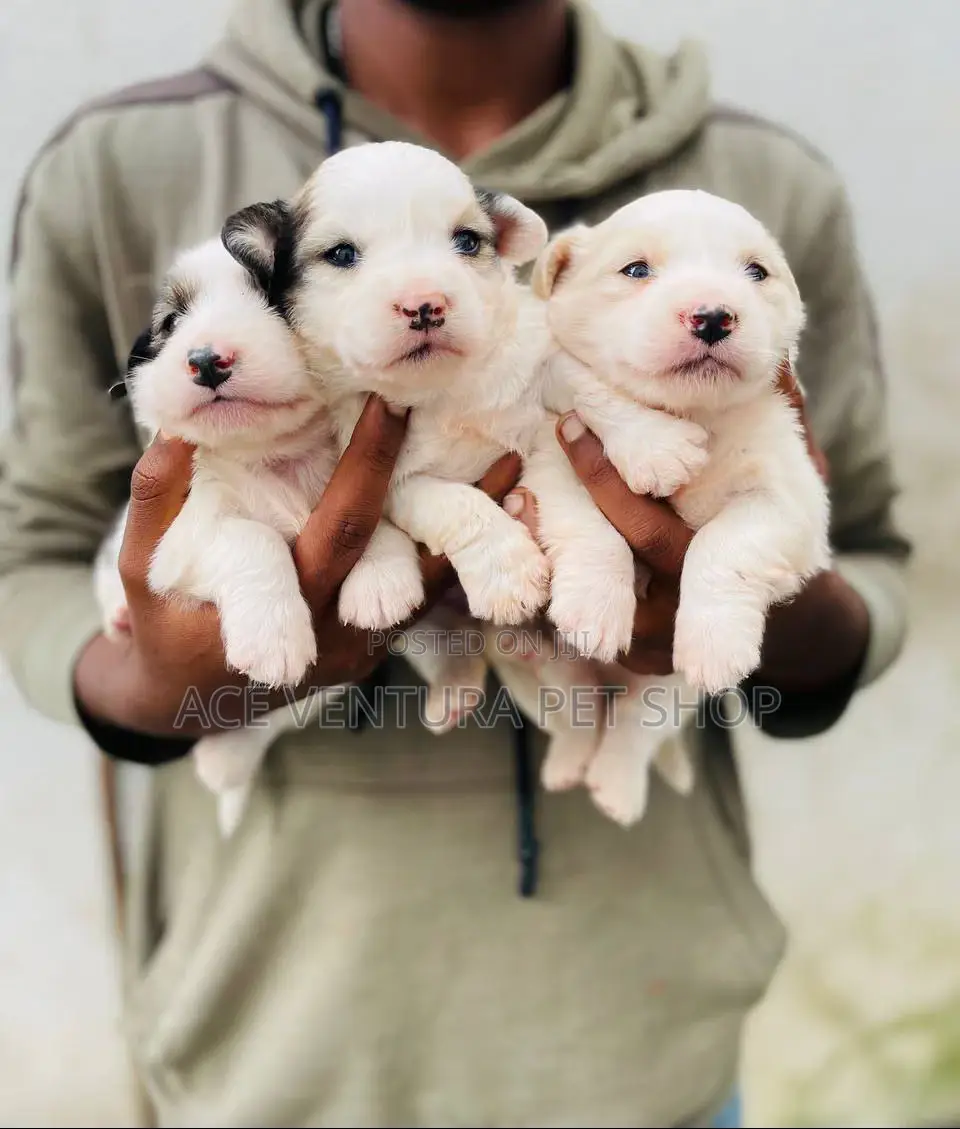 1-3 months Male Purebred Maltese