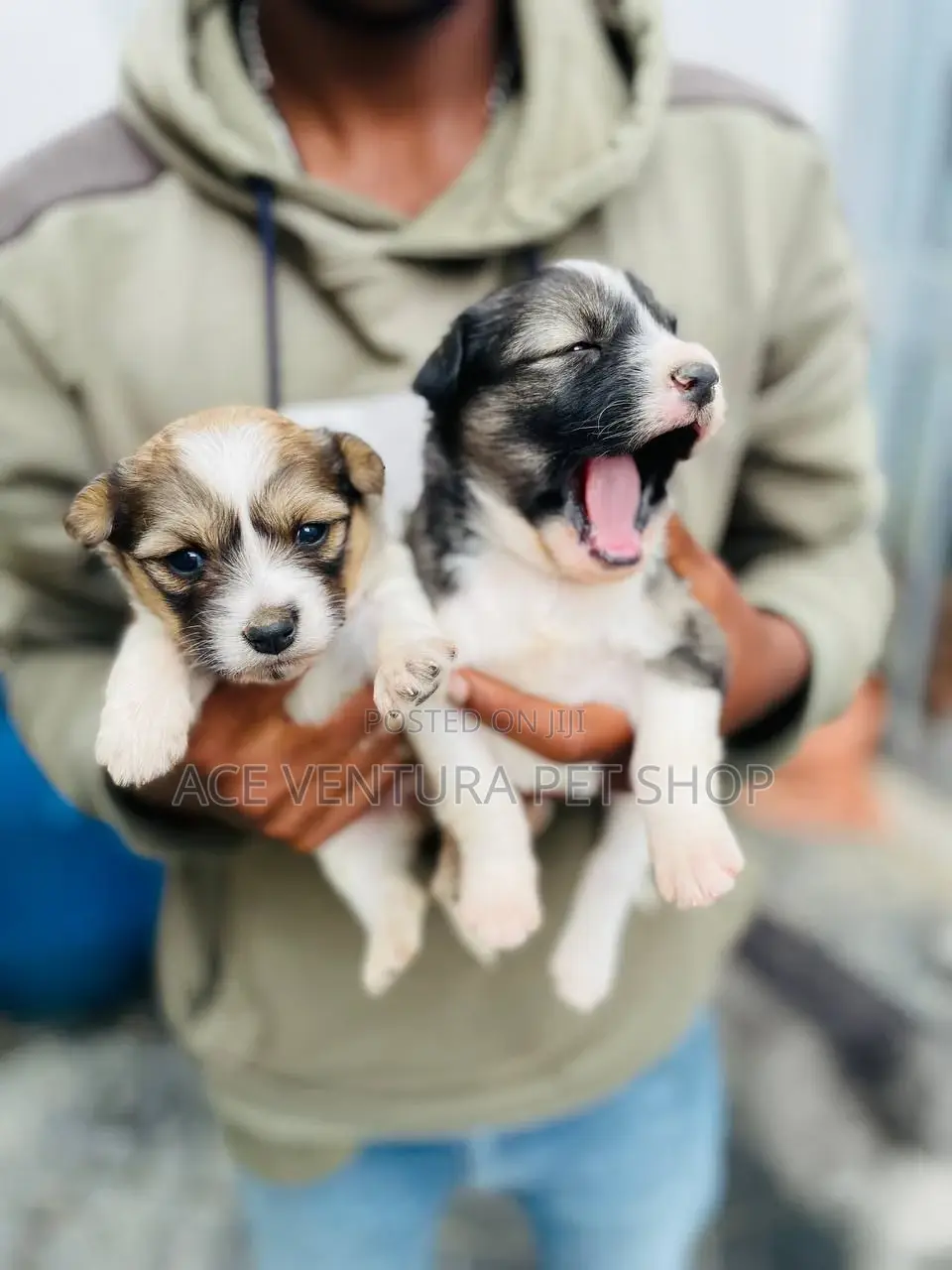1-3 months Male Purebred Maltese