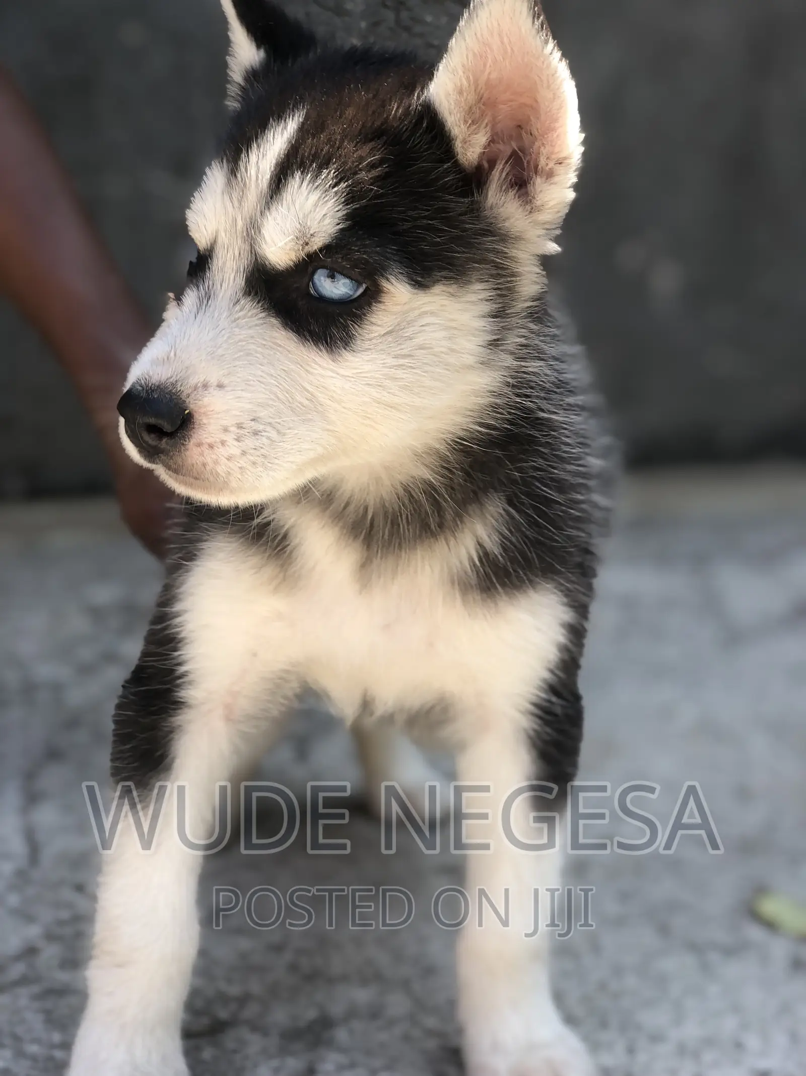1-3 months Male Purebred Siberian Husky