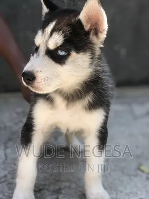 1-3 months Male Purebred Siberian Husky