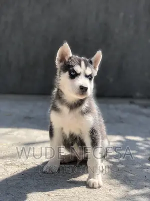 1-3 months Male Purebred Siberian Husky