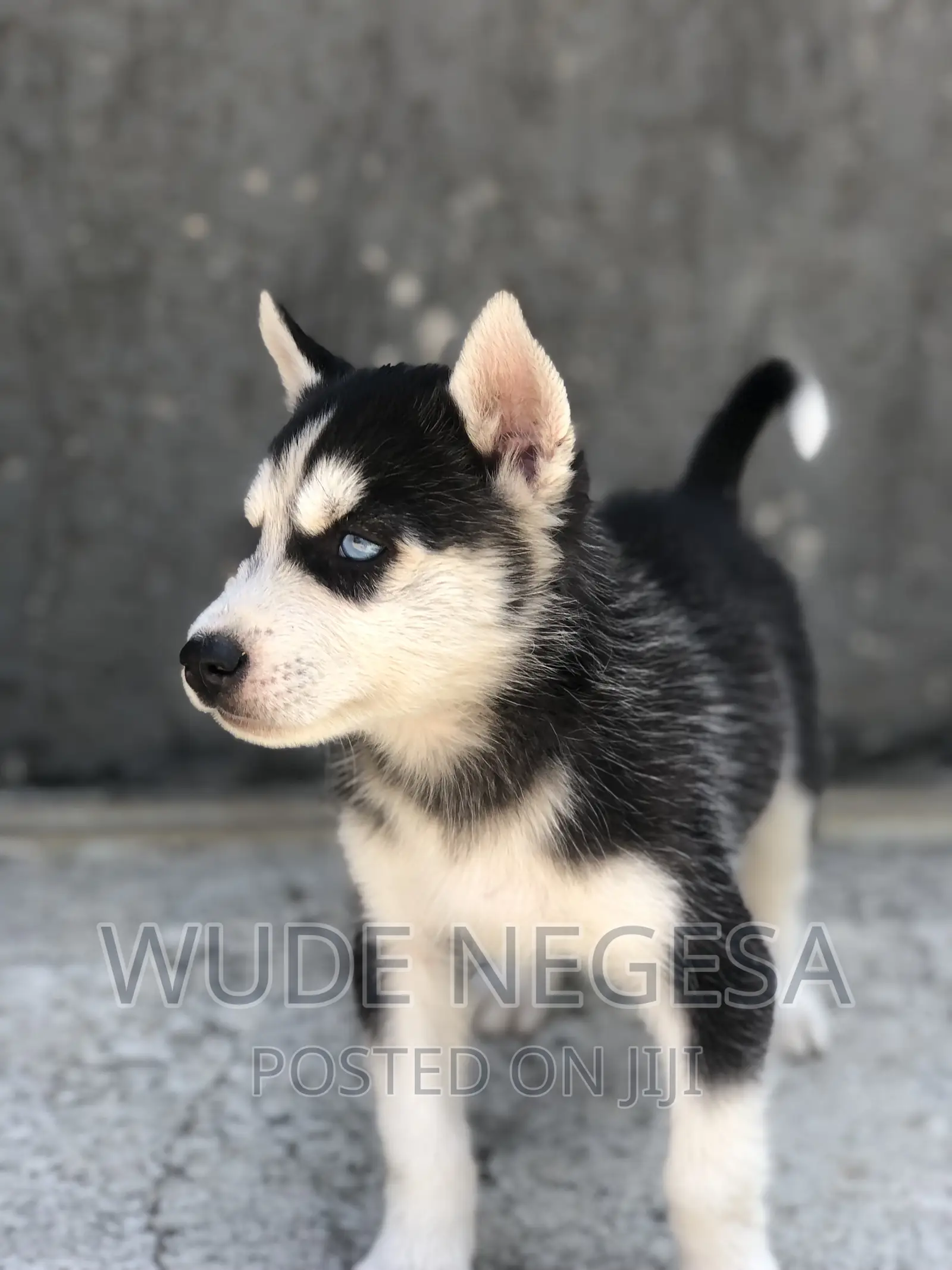 1-3 months Male Purebred Siberian Husky