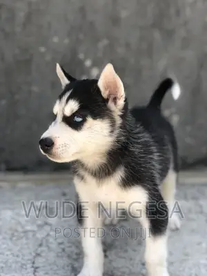 1-3 months Male Purebred Siberian Husky