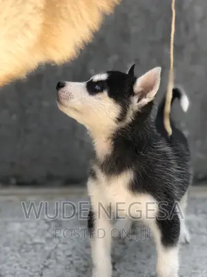 1-3 months Male Purebred Siberian Husky