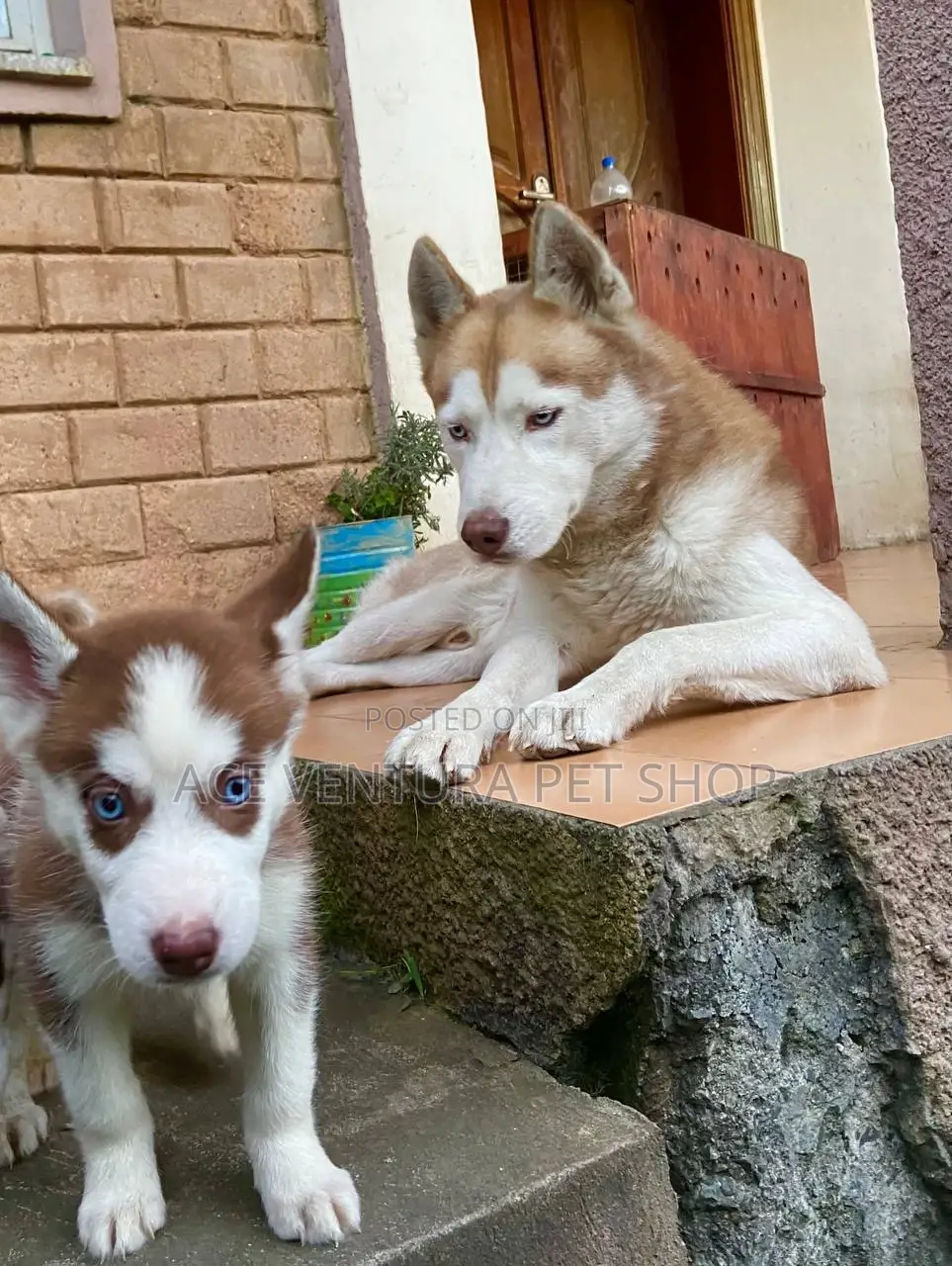 1-3 months Male Purebred Siberian Husky