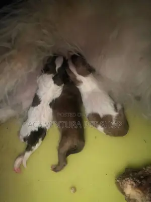 Photo - 1-3 months Male Purebred Maltese