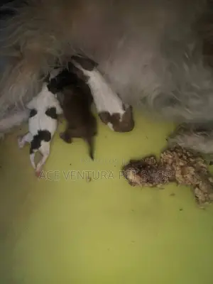 1-3 months Male Purebred Maltese