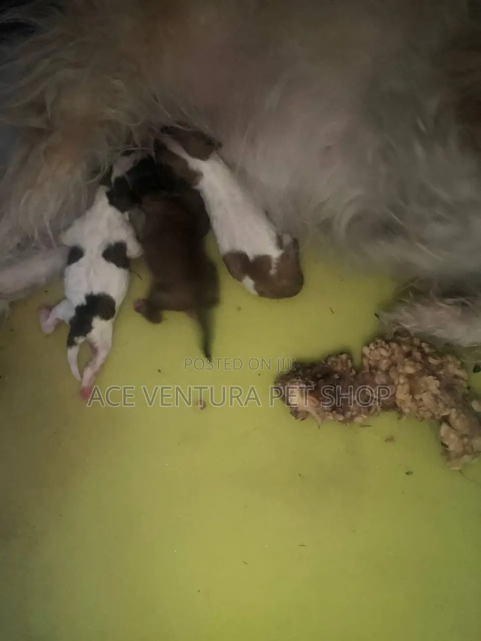 1-3 months Male Purebred Maltese