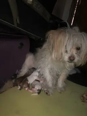 Photo - 1-3 months Male Purebred Maltese