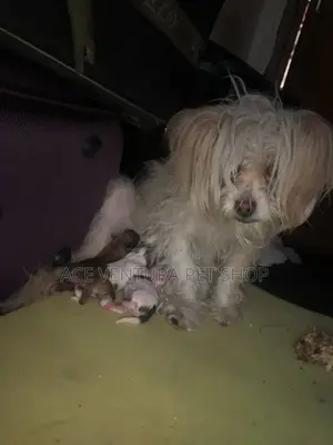 1-3 months Male Purebred Maltese