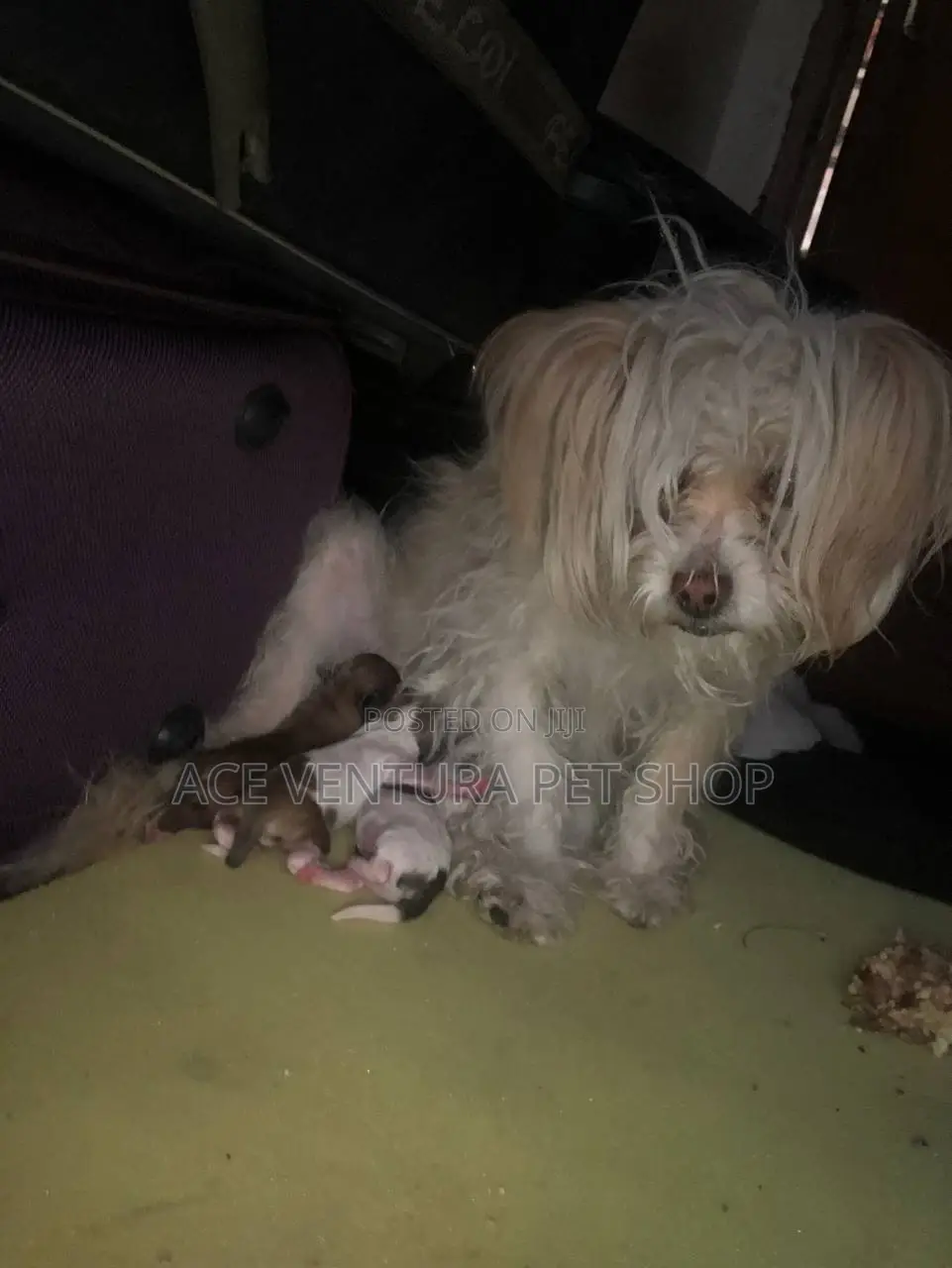 1-3 months Male Purebred Maltese