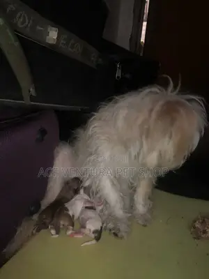 1-3 months Male Purebred Maltese