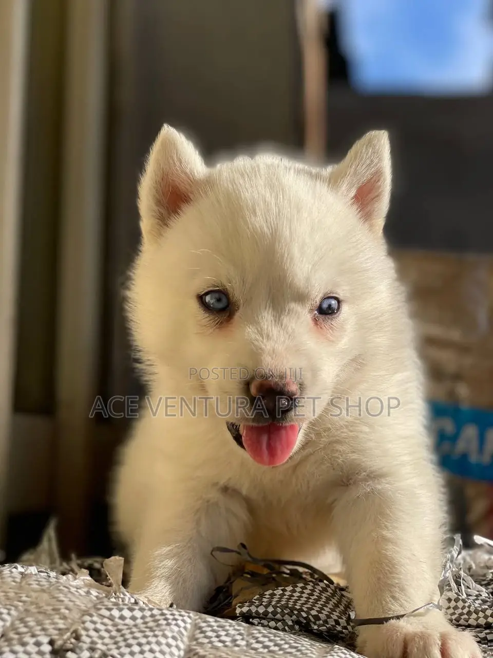 1-3 months Male Purebred Siberian Husky