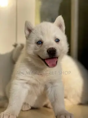 1-3 months Male Purebred Siberian Husky