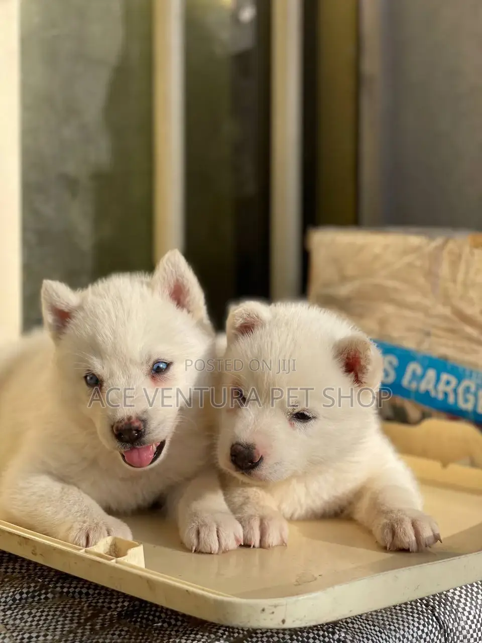 1-3 months Male Purebred Siberian Husky
