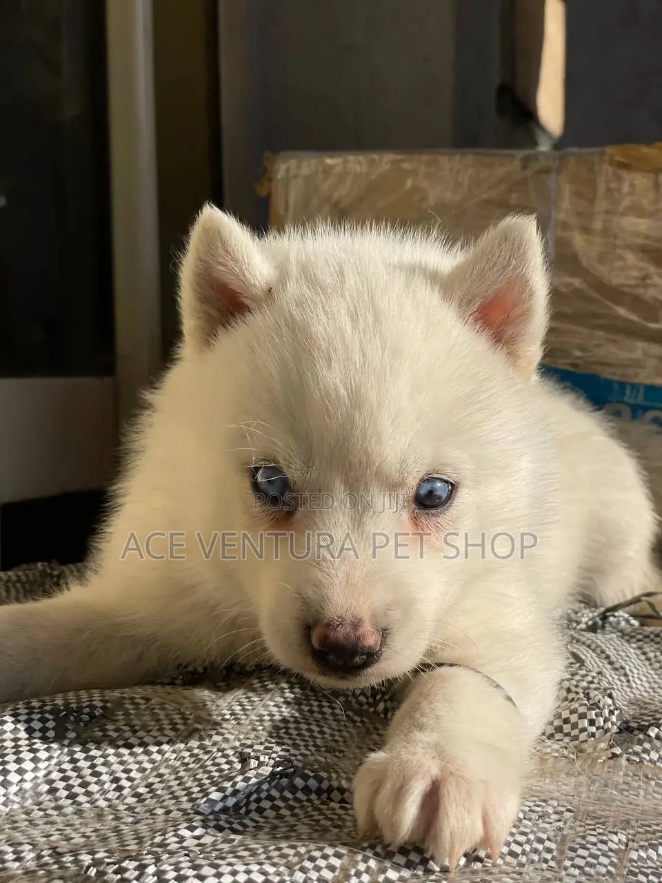 1-3 months Male Purebred Siberian Husky