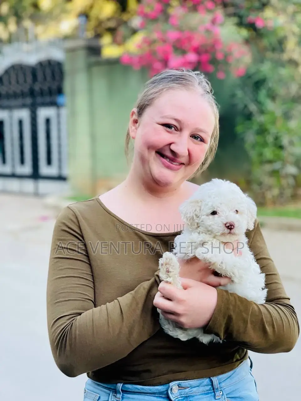 1-3 months Male Purebred Pomeranian