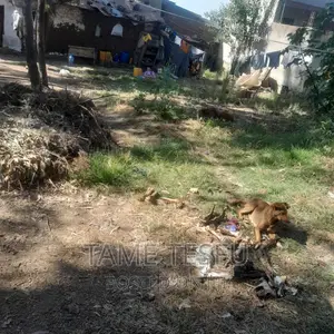 Furnished 1bdrm House in Yeka Kotobe for sale