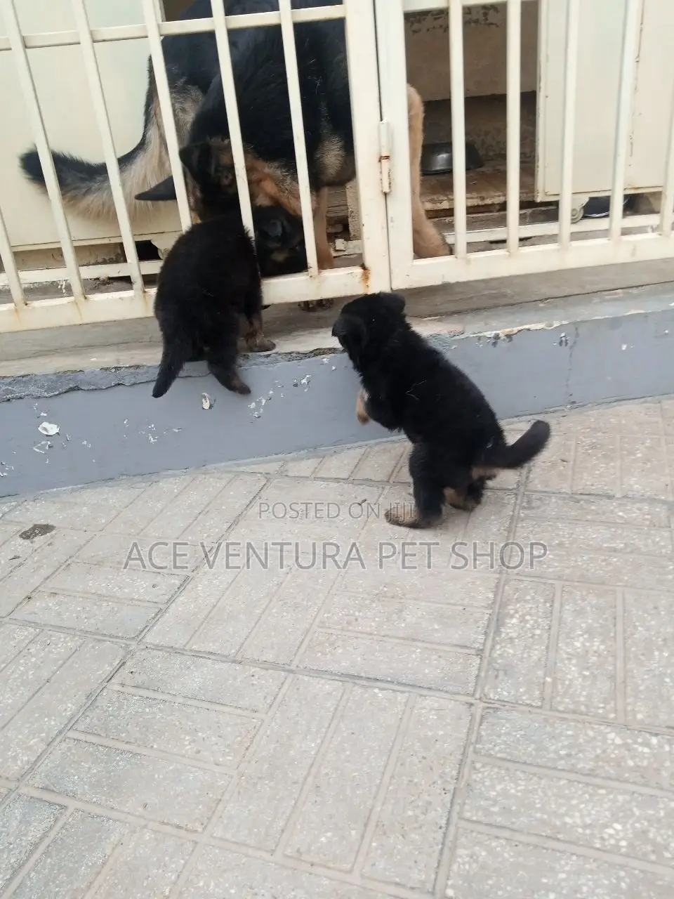 1-3 months Male Purebred German Shepherd