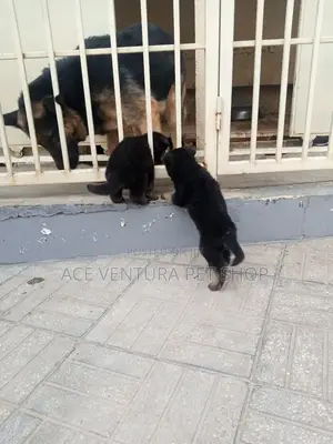 1-3 months Male Purebred German Shepherd