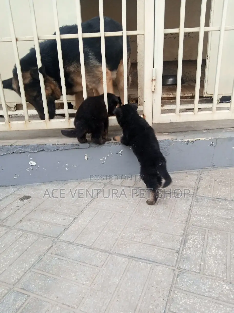 1-3 months Male Purebred German Shepherd