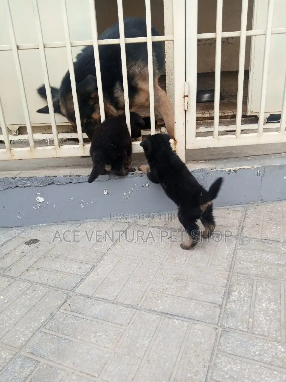 1-3 months Male Purebred German Shepherd