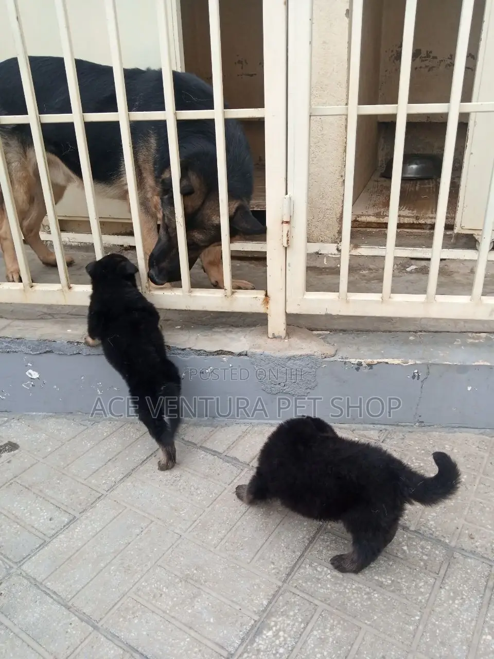 1-3 months Male Purebred German Shepherd