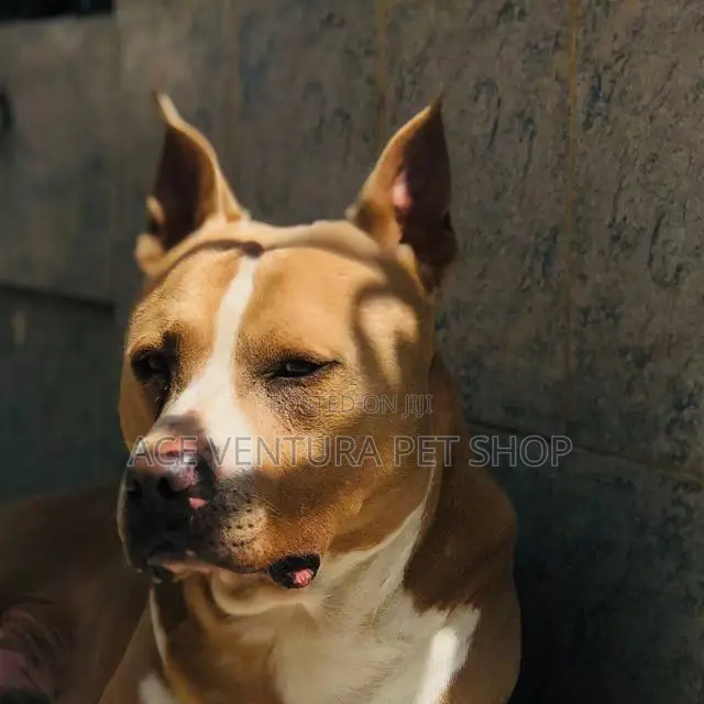 1-3 months Male Purebred American Pit Bull Terrier