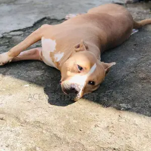 1-3 months Male Purebred American Pit Bull Terrier