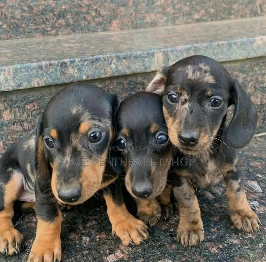 1-3 months Male Purebred Dachshund