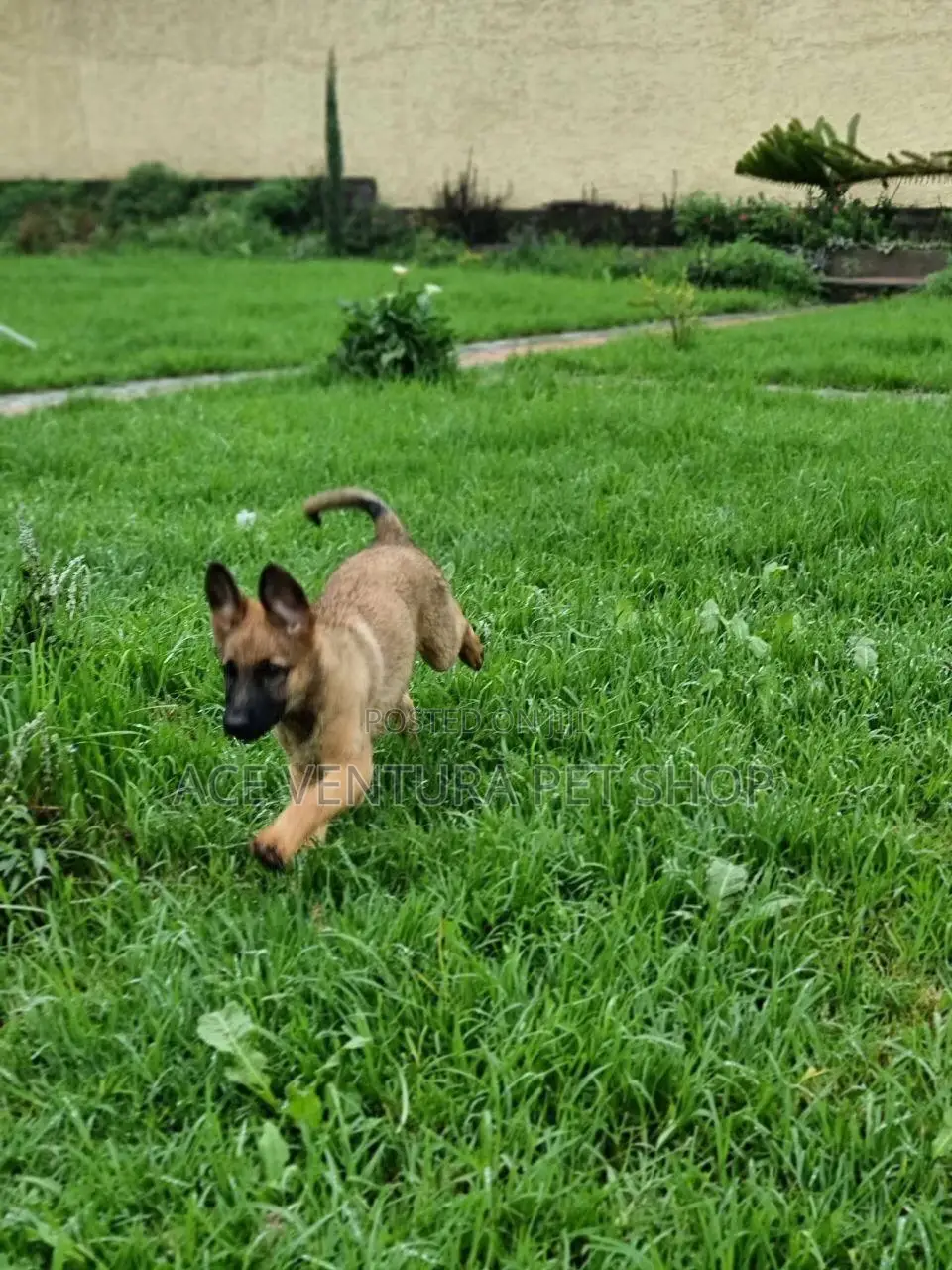 1-3 months Male Purebred Belgian Malinois