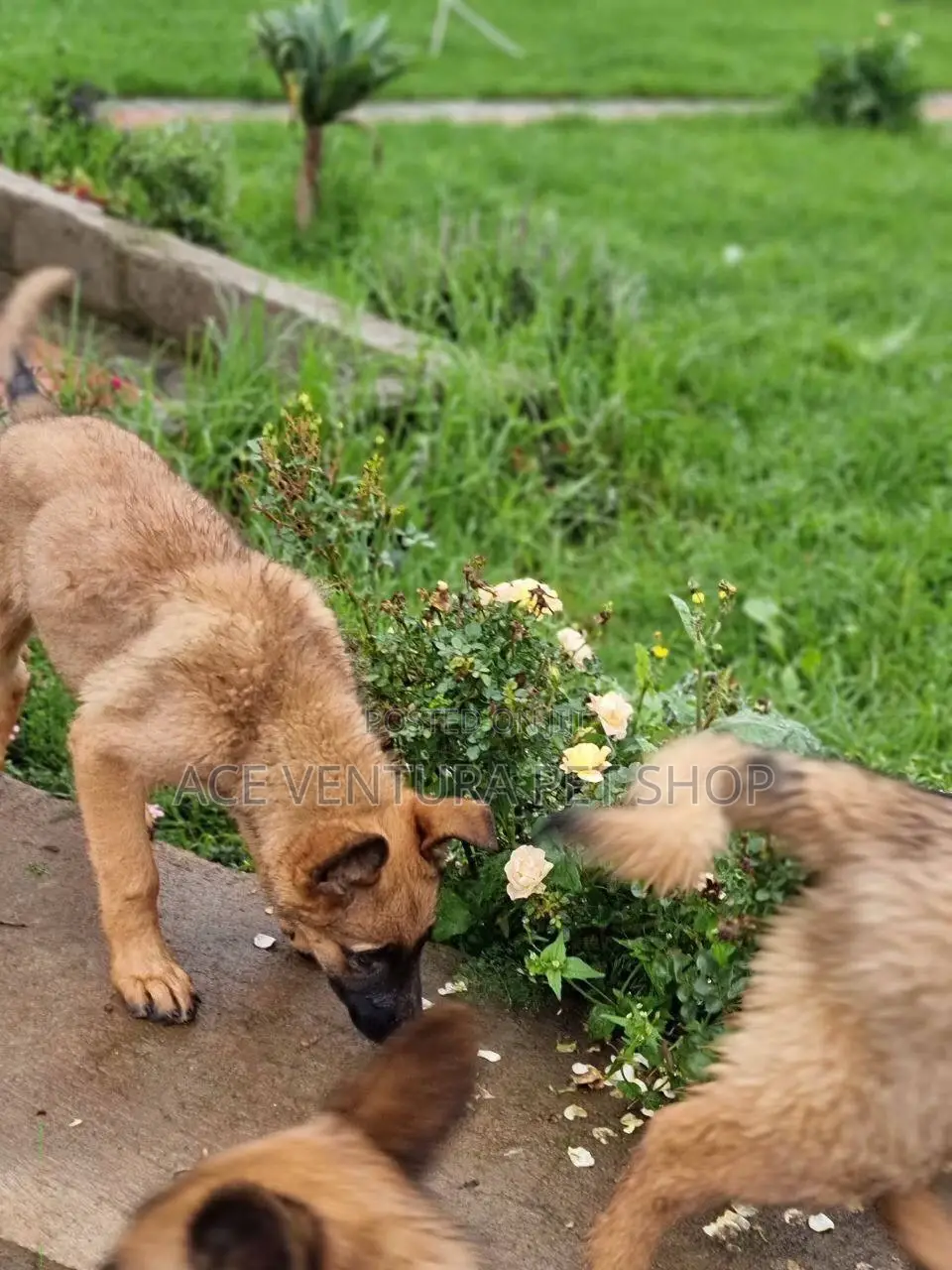 1-3 months Male Purebred Belgian Malinois