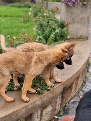1-3 months Male Purebred Belgian Malinois