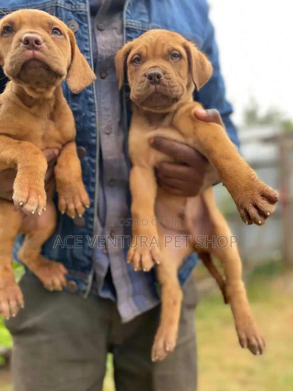 1-3 months Male Purebred Bullmastiff