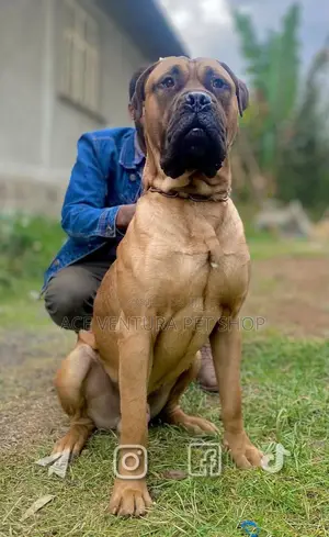 1-3 months Male Purebred Bullmastiff