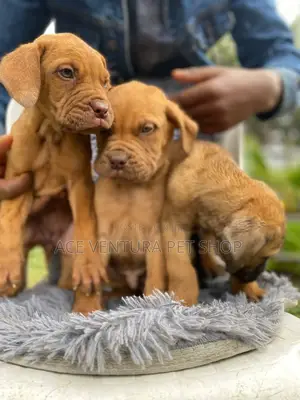 1-3 months Male Purebred Bullmastiff