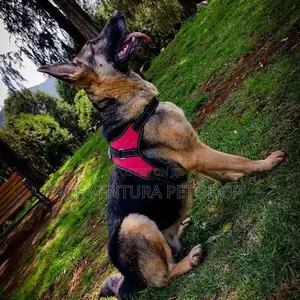 Photo - 1-3 months Male Purebred German Shepherd