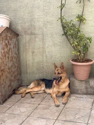 1-3 months Male Purebred German Shepherd