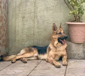 1-3 months Male Purebred German Shepherd