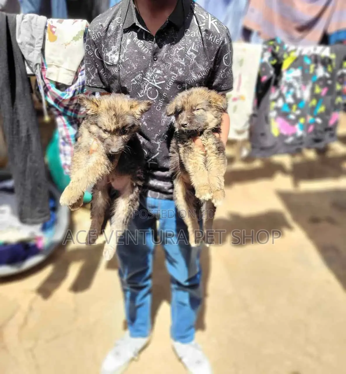 1-3 months Male Purebred German Shepherd