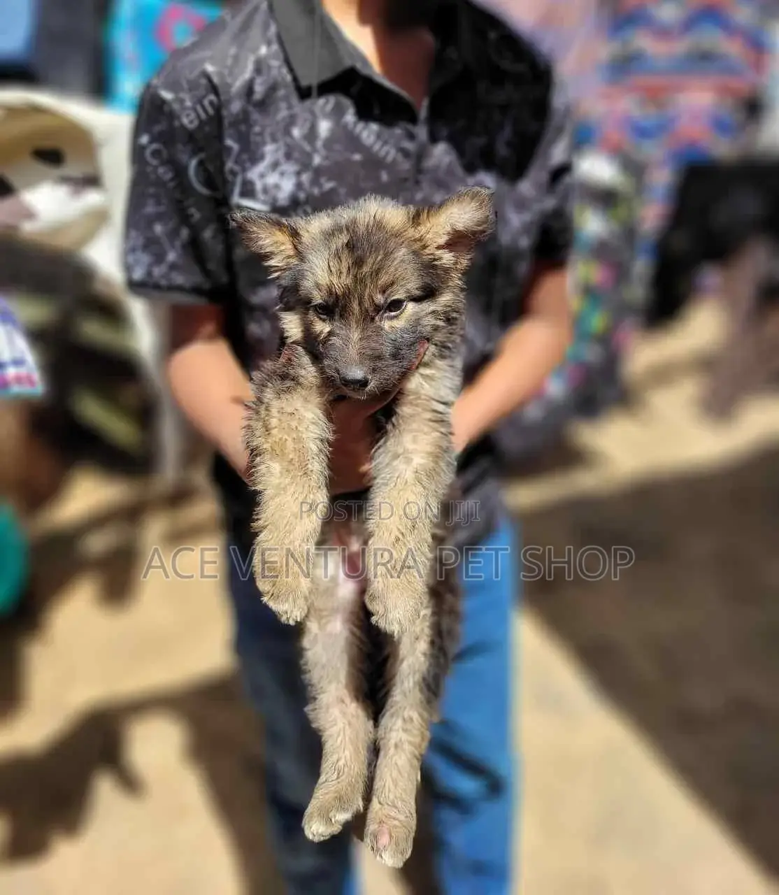 1-3 months Male Purebred German Shepherd