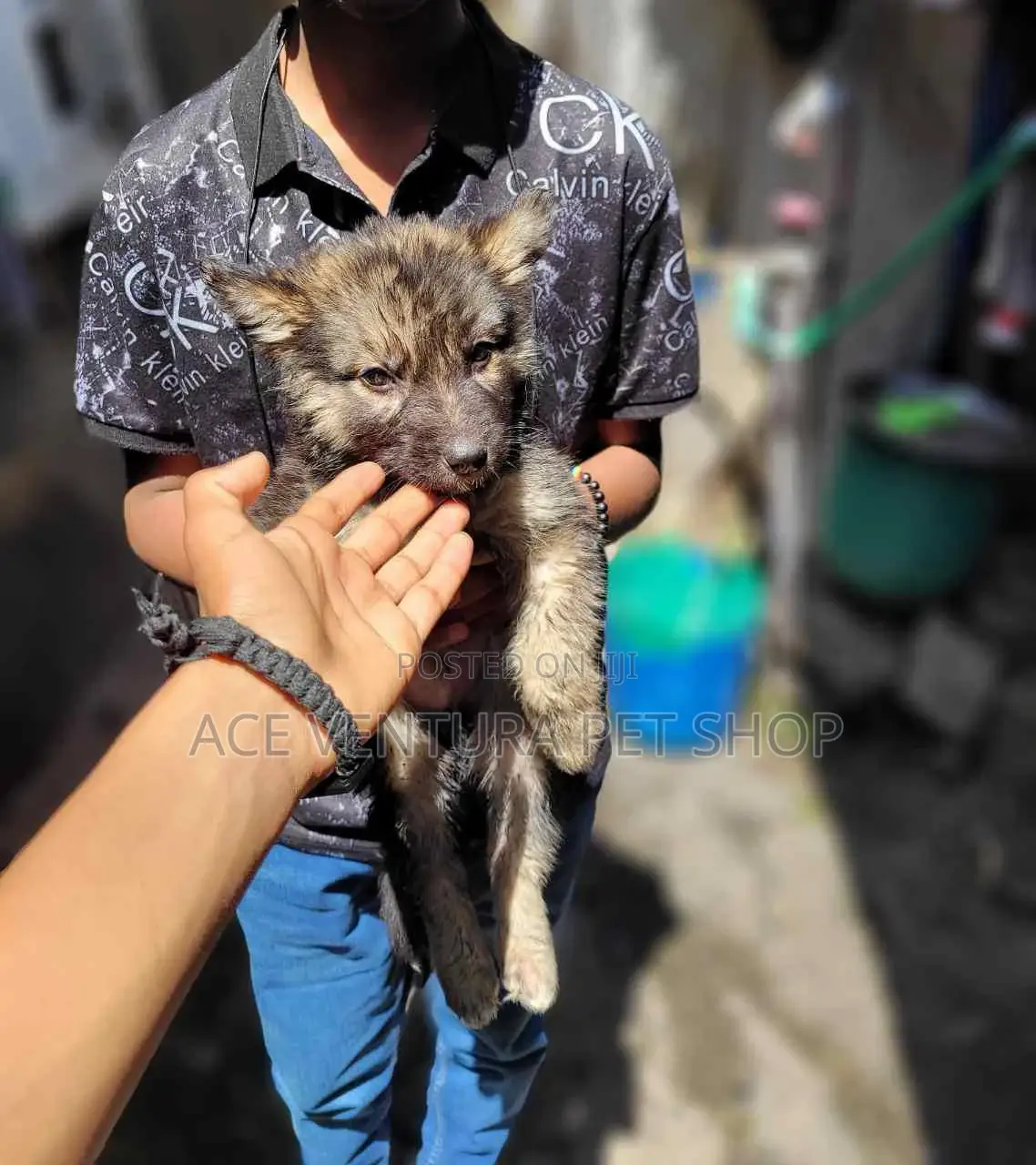 1-3 months Male Purebred German Shepherd