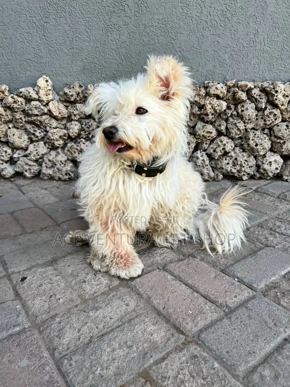 1-3 months Male Purebred Maltese