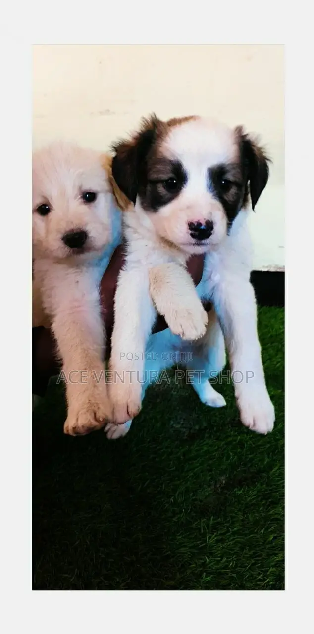 1-3 months Male Purebred Maltese