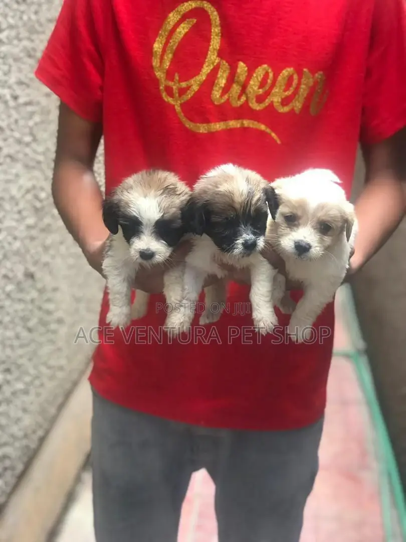 1-3 months Male Purebred Maltese