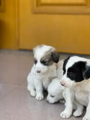 1-3 months Male Purebred Maltese