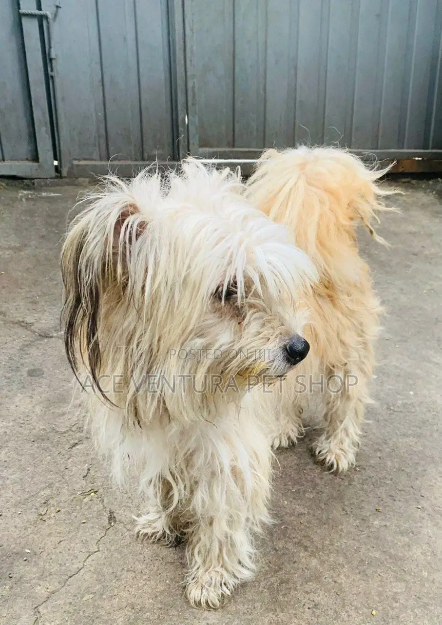 1-3 months Male Purebred Maltese